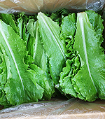 <시장상품>특수야채/로메인(잎/약2kg/국산)box
